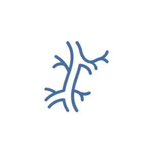 sanguíneo-do-coração